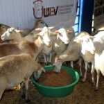 UNEV exhibe ganado ovino de crianza orgánica en Feria Agropecuaria Nacional 2023