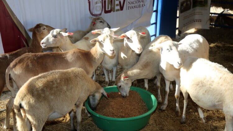 UNEV exhibe ganado ovino de crianza orgánica en Feria Agropecuaria Nacional 2023